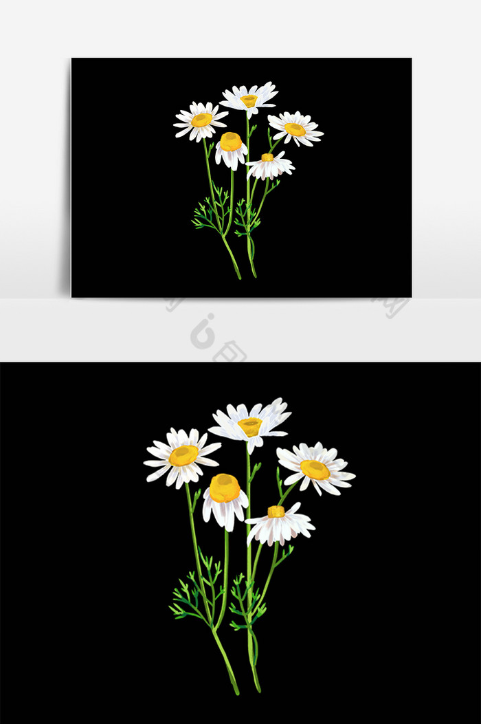植物花朵花卉洋甘菊插画图片图片