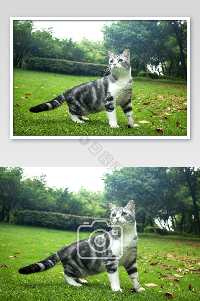 绿色草地上的小猫摄影图图片图片