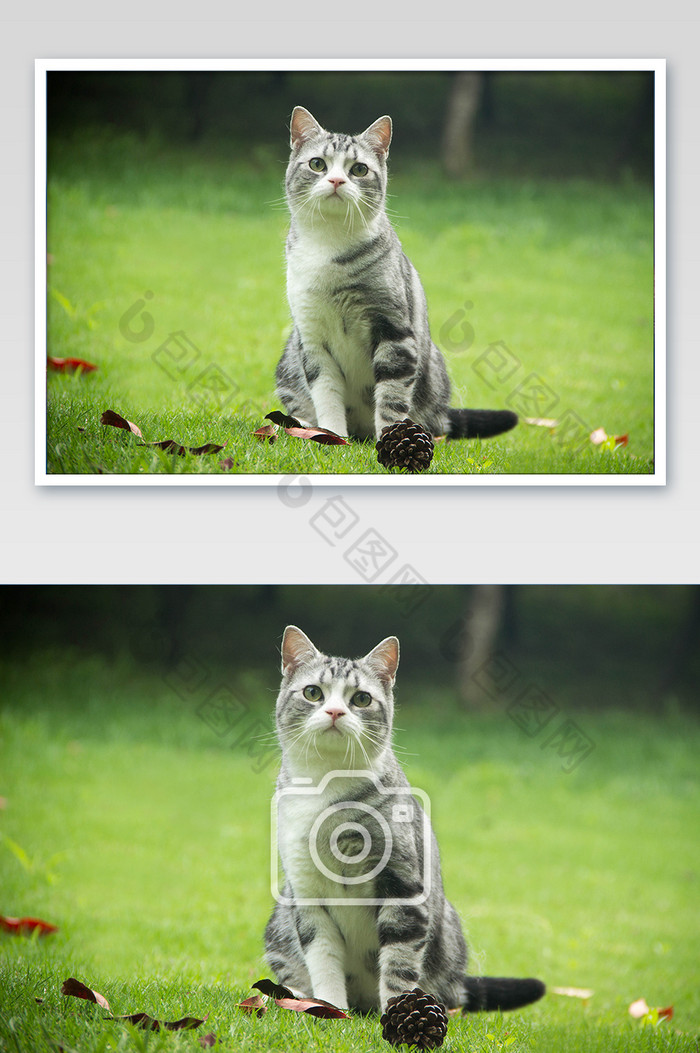 草地上的萌宠猫咪摄影图片图片
