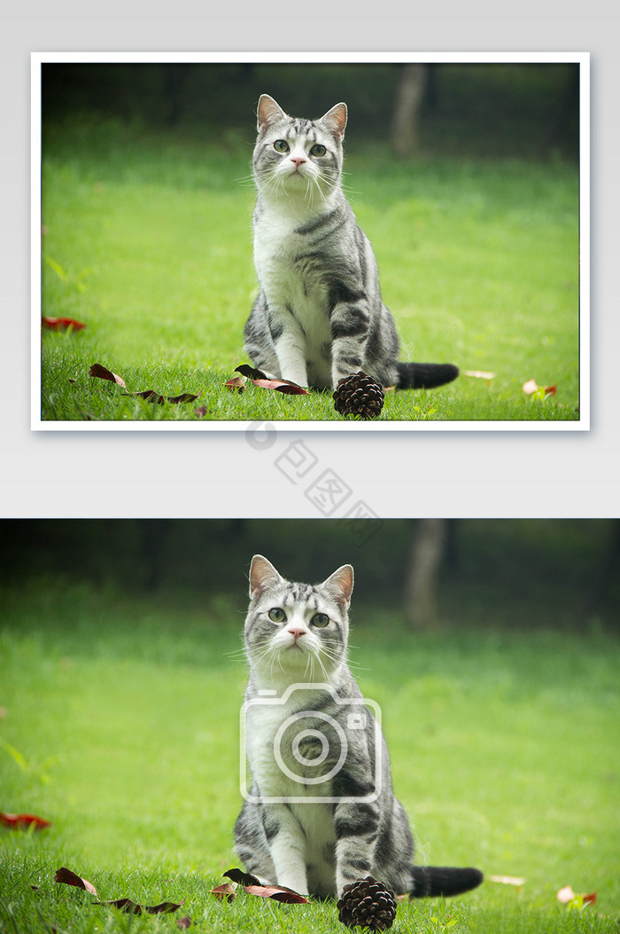 草地上的萌宠猫咪摄影图片