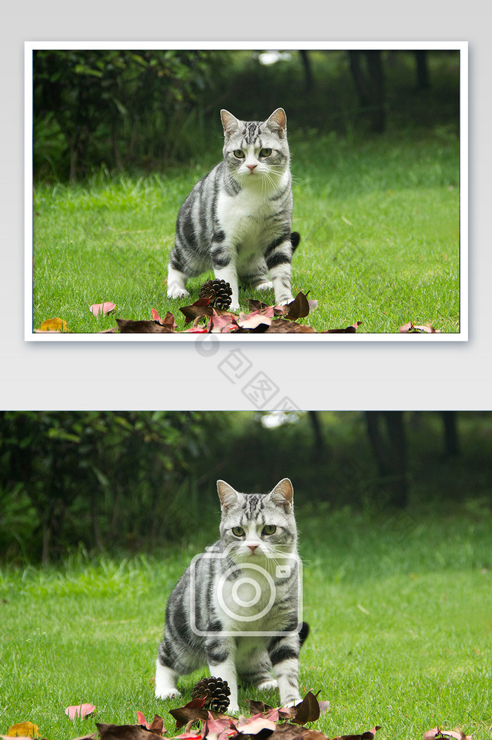 清新可爱的猫摄影图图片图片