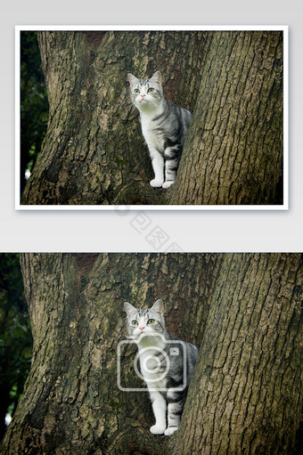 爬到树上的萌宠猫咪摄影图片