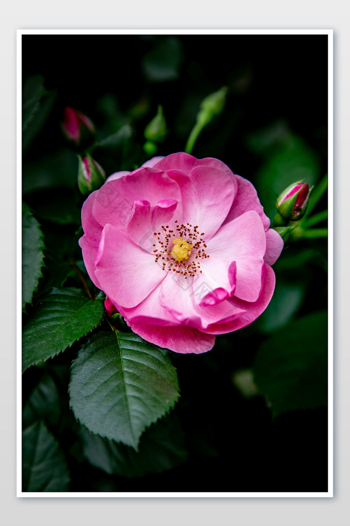 粉红月季花摄影图片