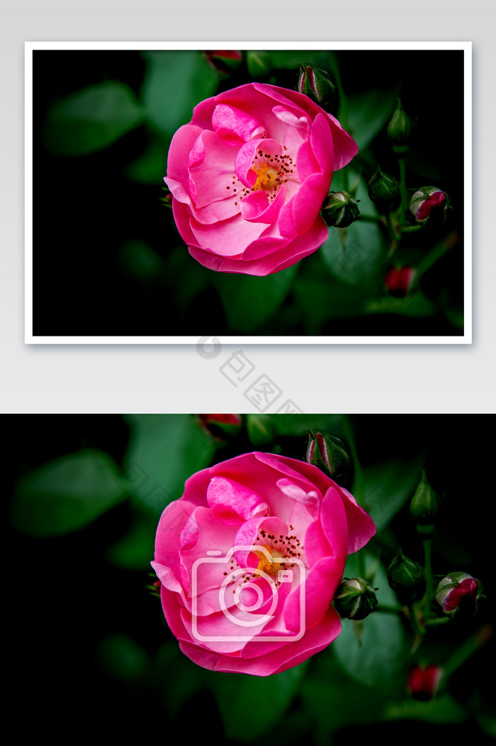 粉红色蔷薇摄影图片