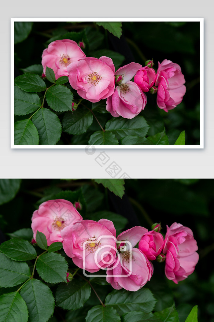 粉红蔷薇摄影图片