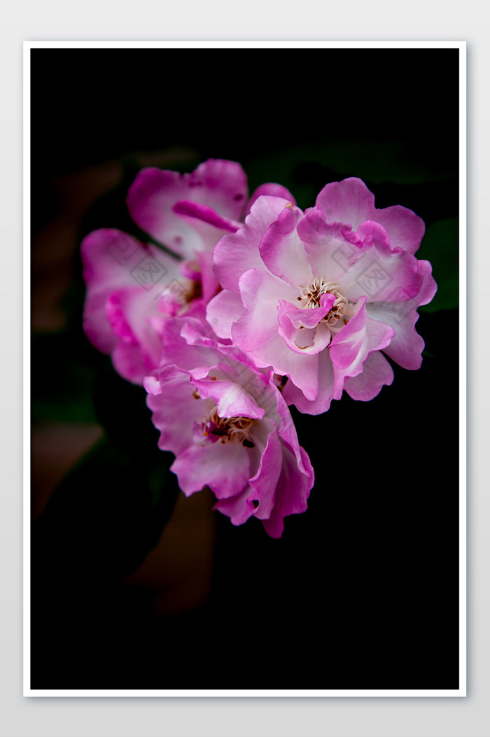 粉色黑底蔷薇摄影图片