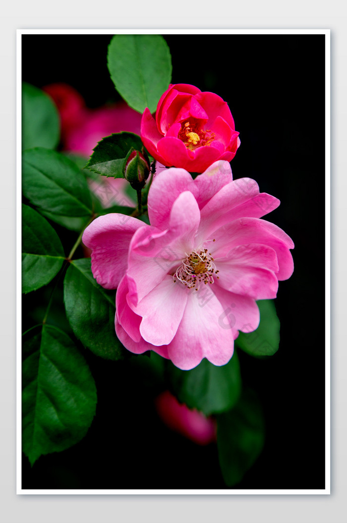 美丽蔷薇摄影图片