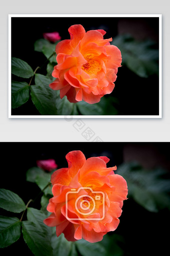 橙色大蔷薇摄影图片