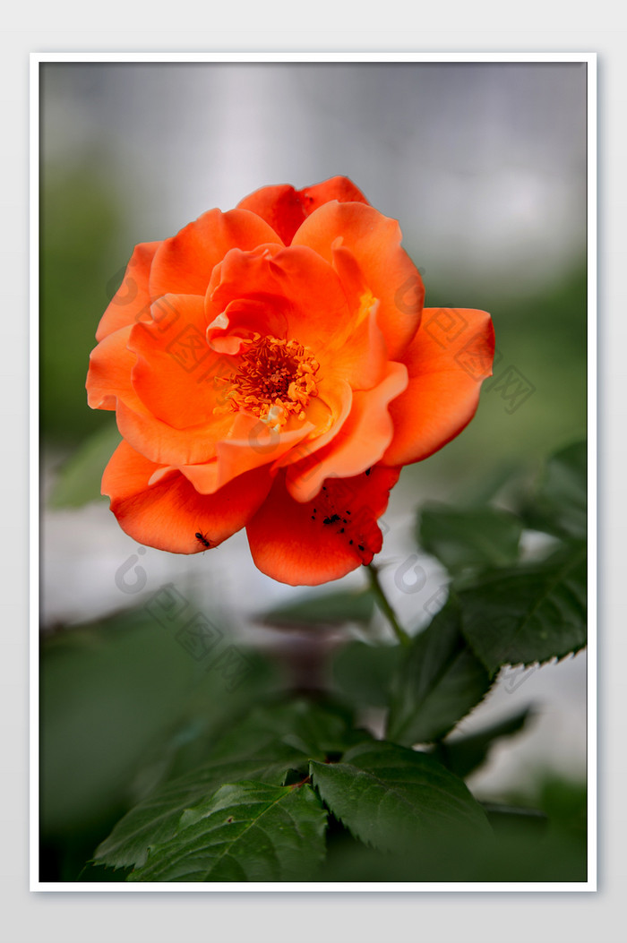 娇艳蔷薇橙色摄影图片