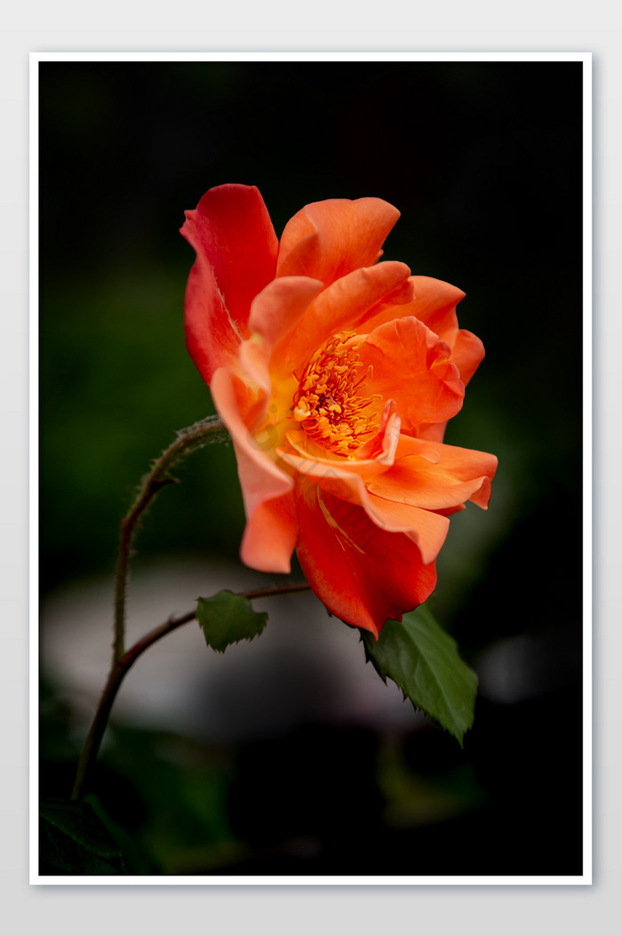 迷人的蔷薇花摄影图片