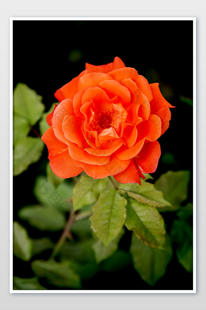 漂亮的蔷薇花摄影图片图片