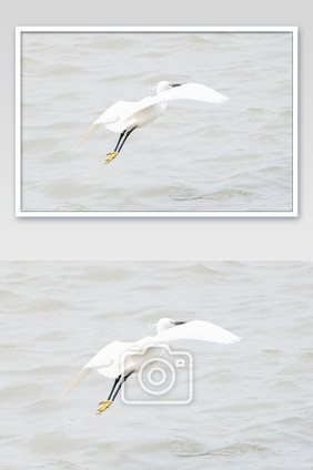 白鹭鸟类摄影图片