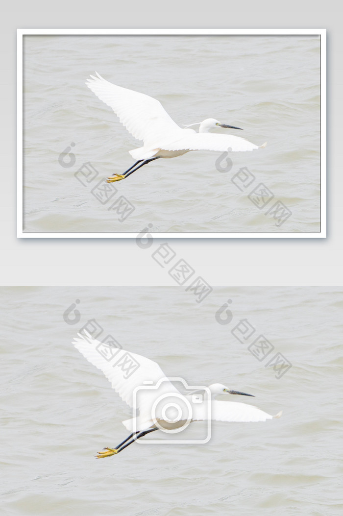 白鹭鸟类摄影图片4图片图片