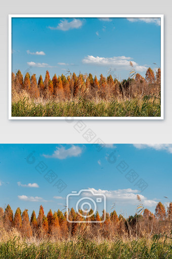 水杉蓝天白云摄影图图片