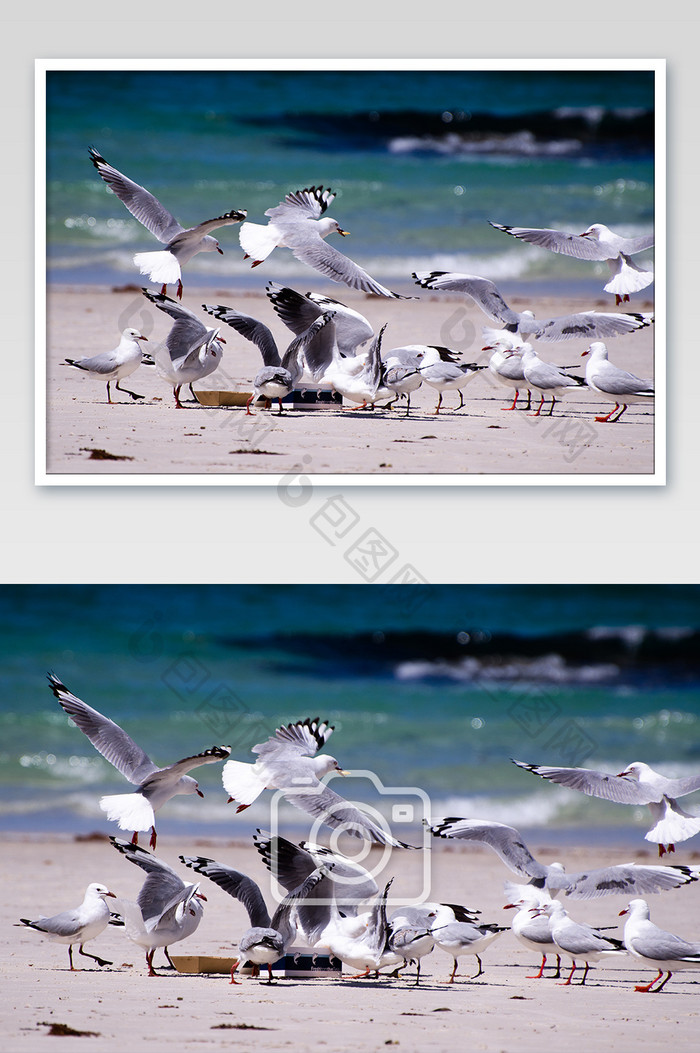 塔斯海滩抢食的海鸥摄影图片