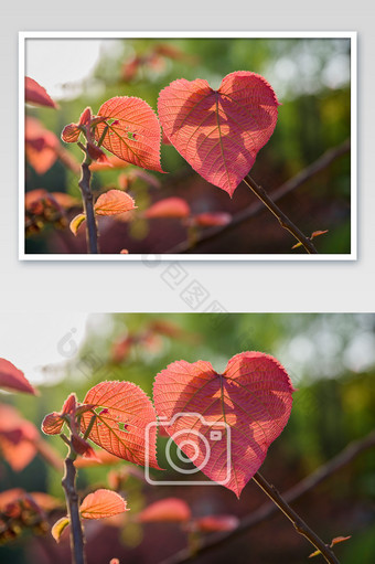 光影遮挡红色叶子摄影图片