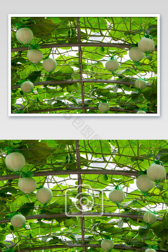 国家农业生产基地寿光蔬菜园-吊瓜图片