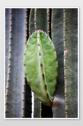 沙漠植物仙人掌摄影图片