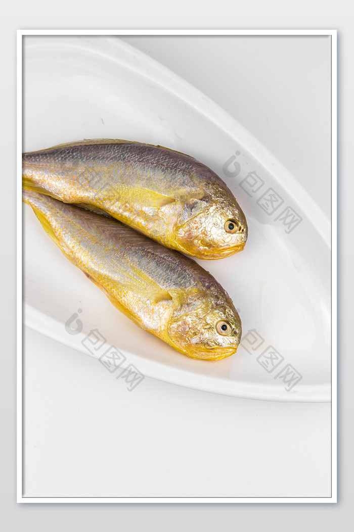 清新白底黄瓜鱼摄影图