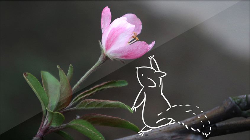 春天花朵绽放植物创意摄影插画gif图片