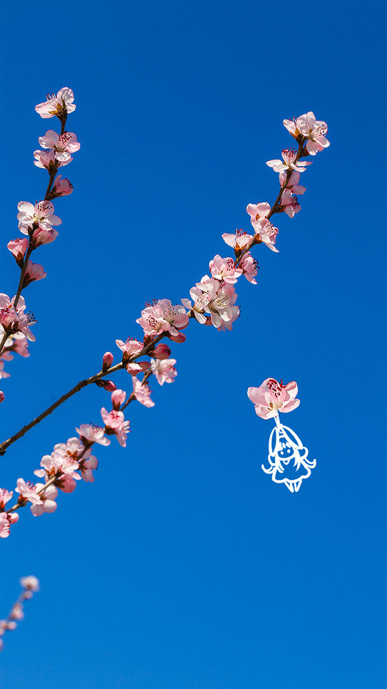 简约樱花春天创意摄影插画gif