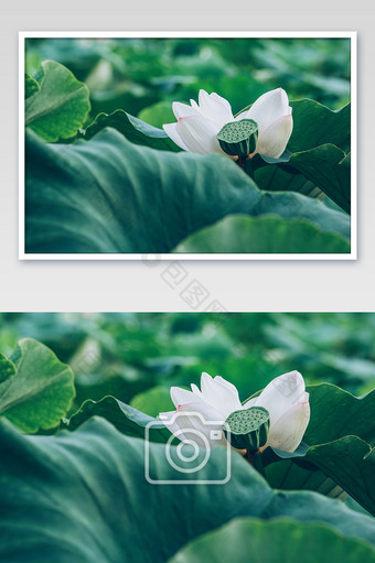 白色荷花单朵夏天莲蓬荷叶摄影图片
