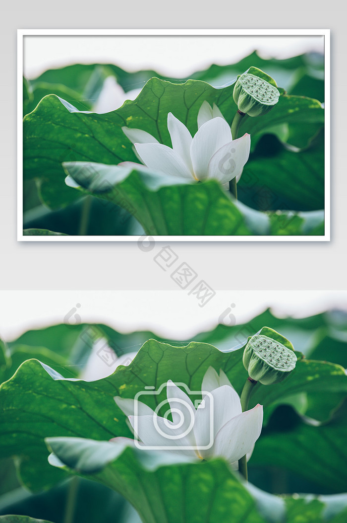 白色荷花单朵夏天荷叶莲蓬摄影图片