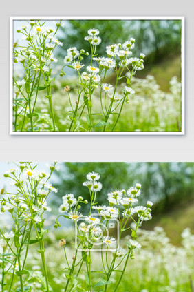 路边野花小雏菊摄影图