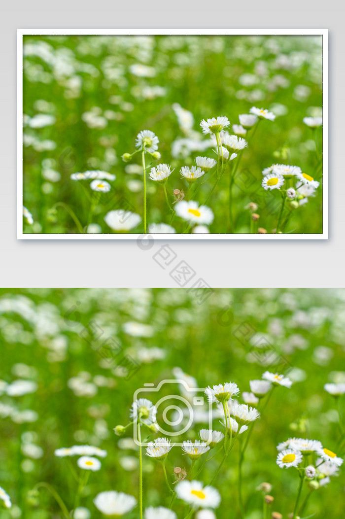 遍地开满白色野花小雏菊图片图片