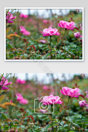 月季玫瑰花丛摄影图图片