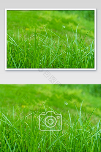 青草电脑桌面背景绿色草地摄影图图片
