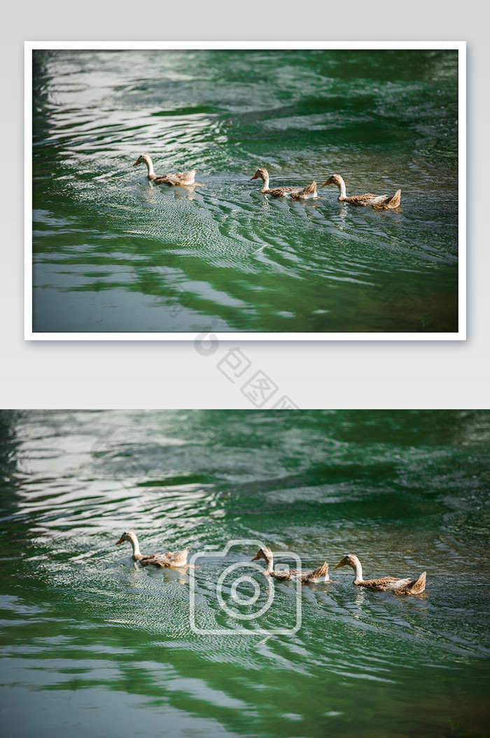 山村乡村鸭子嬉戏河水青色清澈摄影图片图片