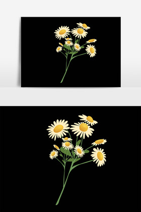 鲜花植物一束洋甘菊插画图片