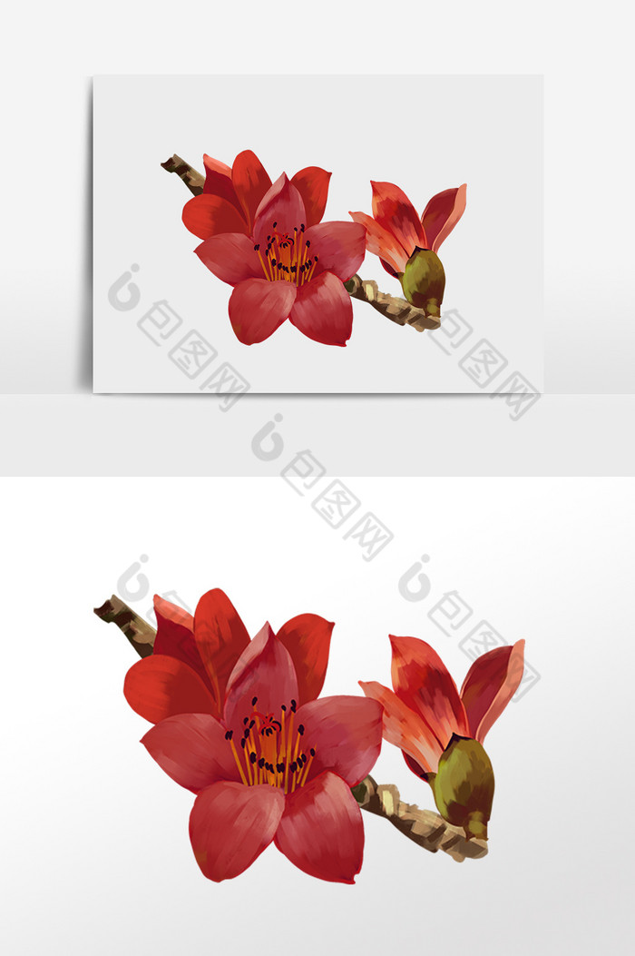 花卉木棉花植物插画图片图片