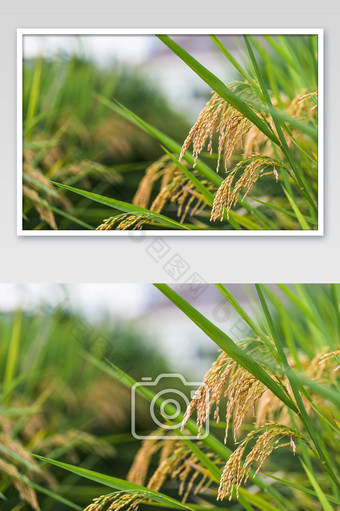 农村水稻稻谷秋收稻穗粮食种植摄影图片