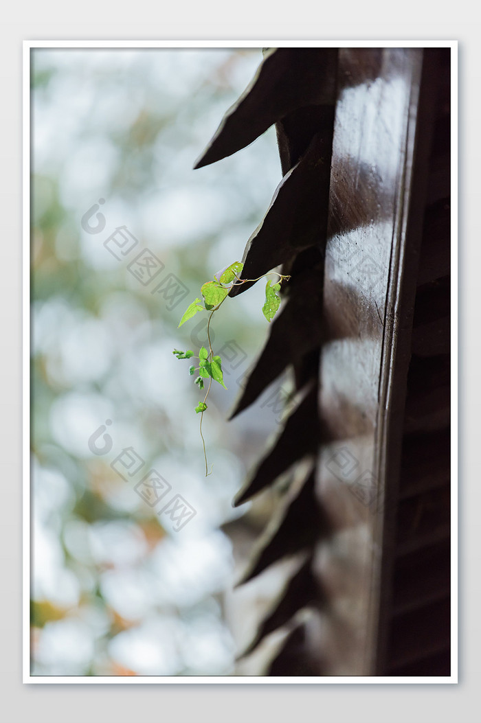 阴雨天中式建筑屋檐绿色植物光影摄影图片