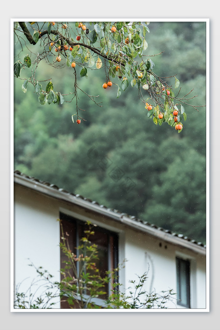 柿子柿林白墙黑山村乡村风景秋天摄影图片