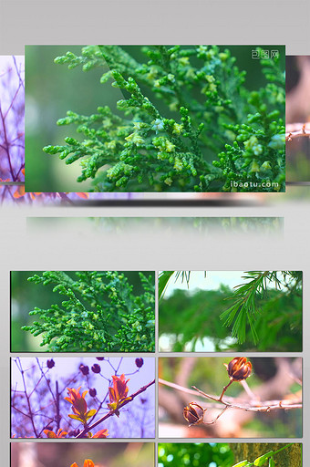 微距拍摄 松树 鲜艳花朵 嫩芽 植物图片