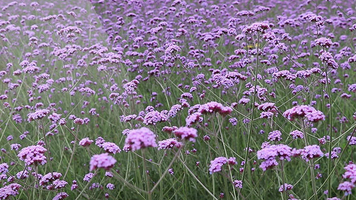 实拍薰衣草视频素材