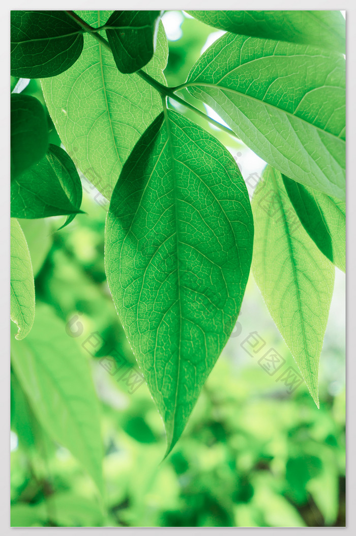 小清新植物树叶摄影图