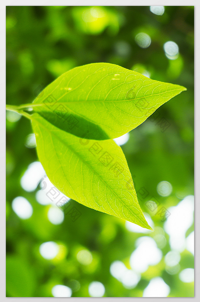 逆光植物树叶纹理摄影图