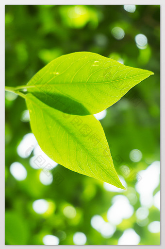 逆光植物树叶纹理摄影图图片