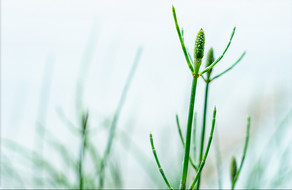 绿色清新竹节草新芽特写背景摄影图图片