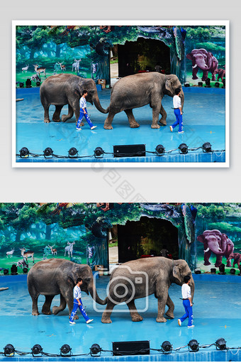 动物园大象表演摄影图片