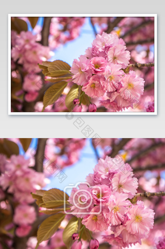 春天的盛开桃花摄影图片