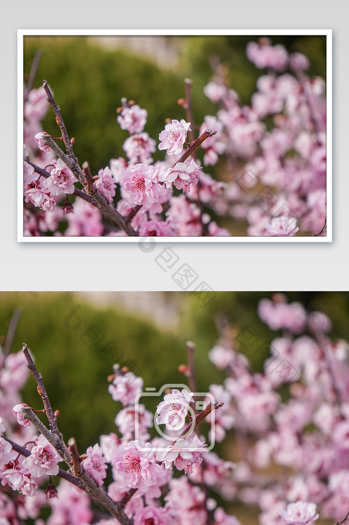 春天盛开的粉色桃花摄影图片