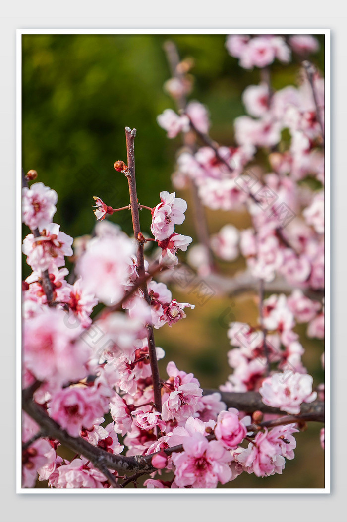 春天的桃花的摄影图片