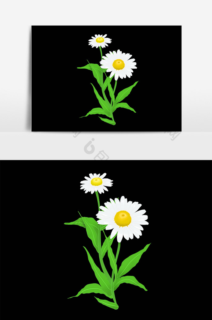 手绘植物花开白色花朵洋甘菊插画
