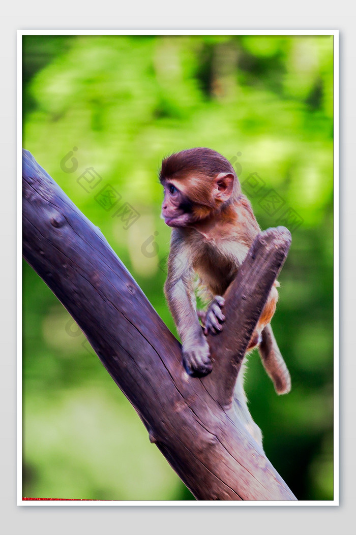 野生动物小猴子摄影图片