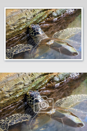 海洋动物-海龟大特写